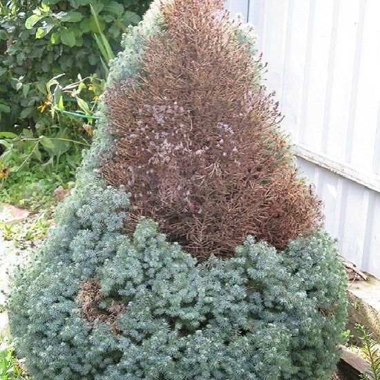 Обработка деревьев от тли и насекомых  Дори сэпиш Садовник Богбон.