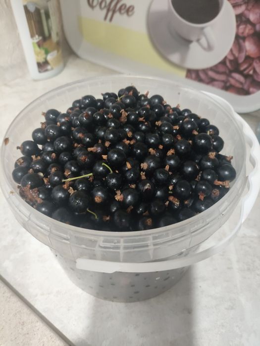 Продам черную смородину