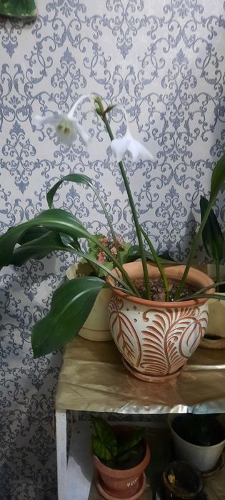 Продам комнатные растения