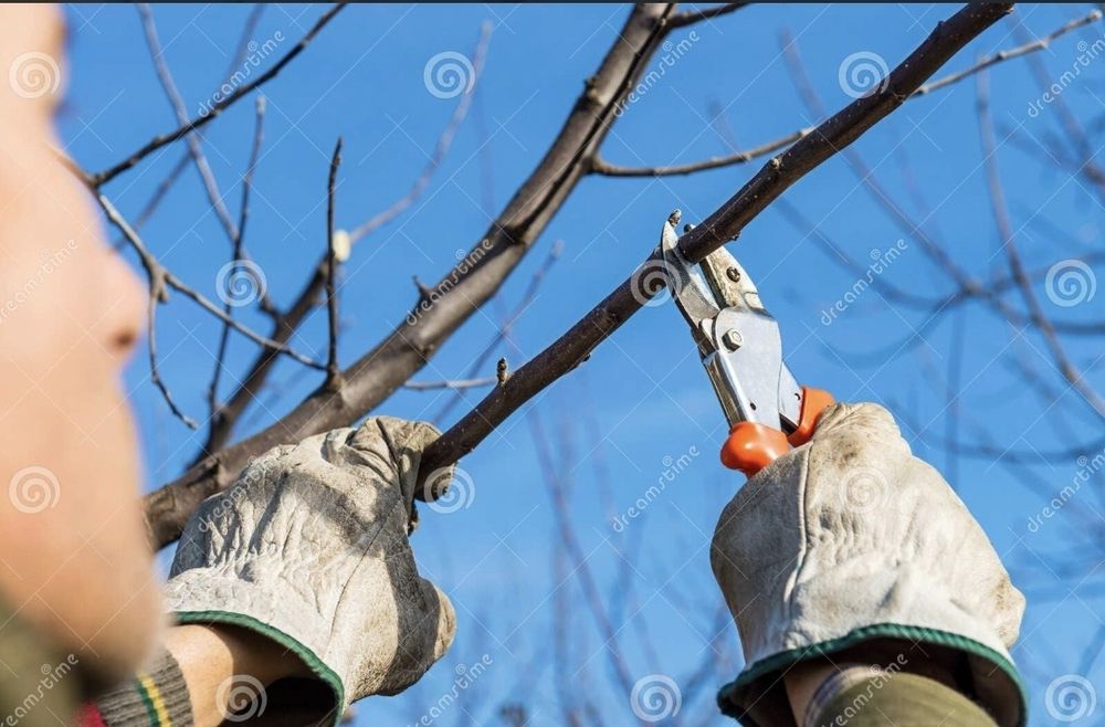 Taieri POMI FRUCTIFERI și VITA DE VIE pentru fructificare, intretinere