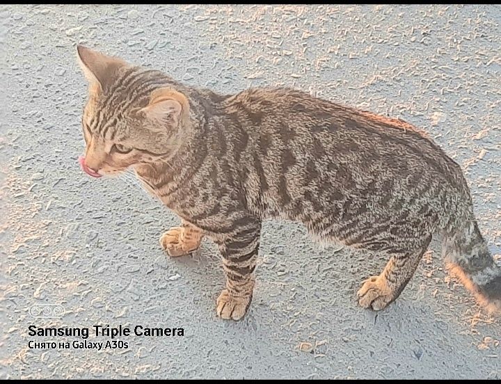 Потерялся чей-то котик.