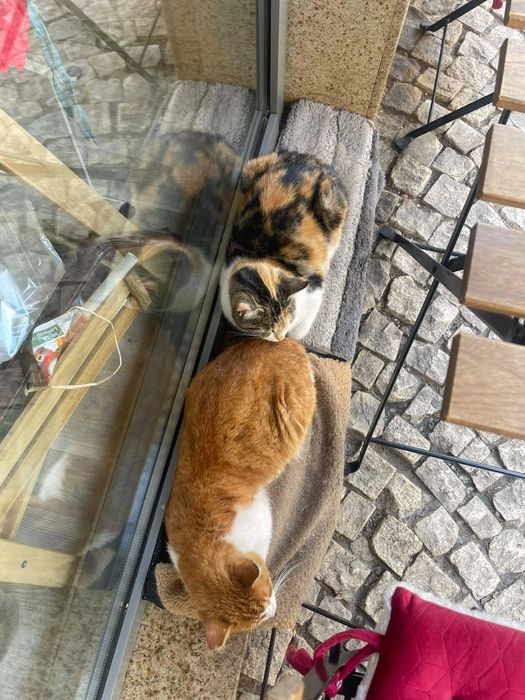 Котета 1,5 години кастрирани и дружелюбни