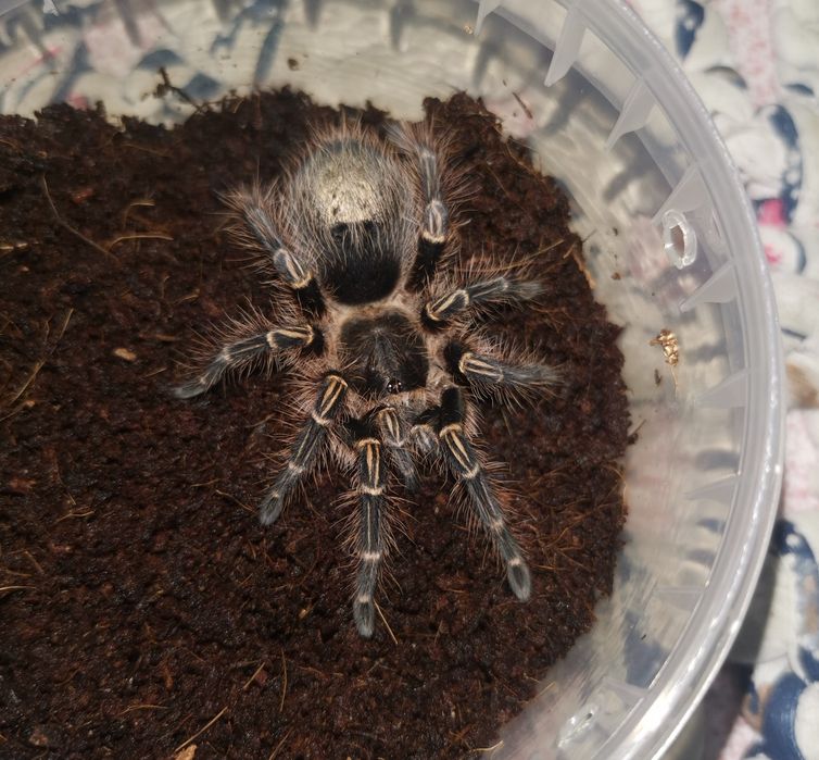 Пауки птицееды разные виды