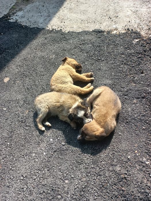 Щенки бесплатно!