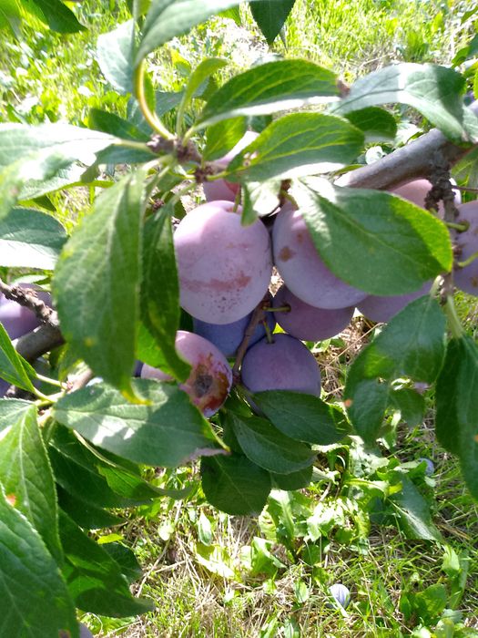 Prune Anna Spath de dat Scobinti Hârlău Iași
