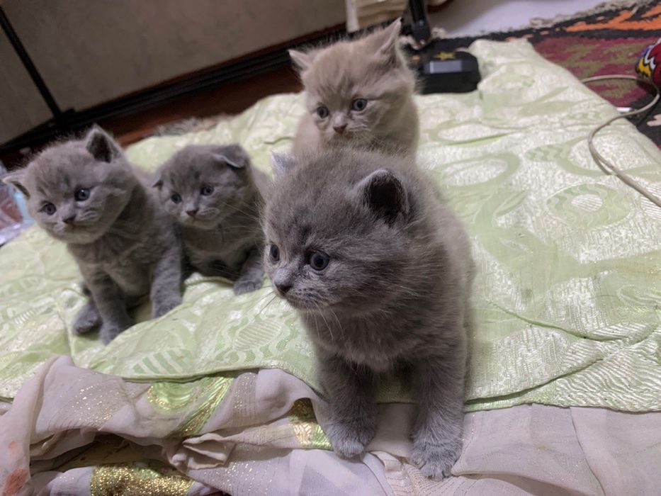 scottish fold and straight