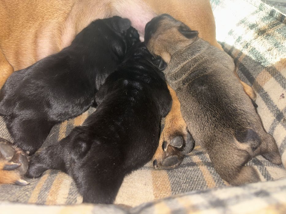 французский бульдог