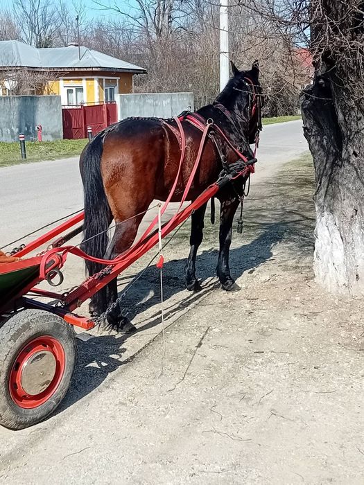 Iapa trăpașă de garanție