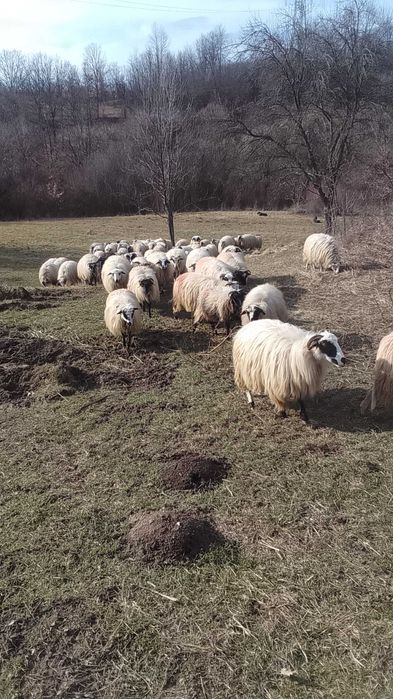 Vând oi tarnova cs 800lei bucata