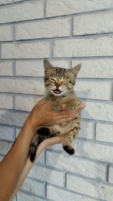 Отдам котенка, мальчик