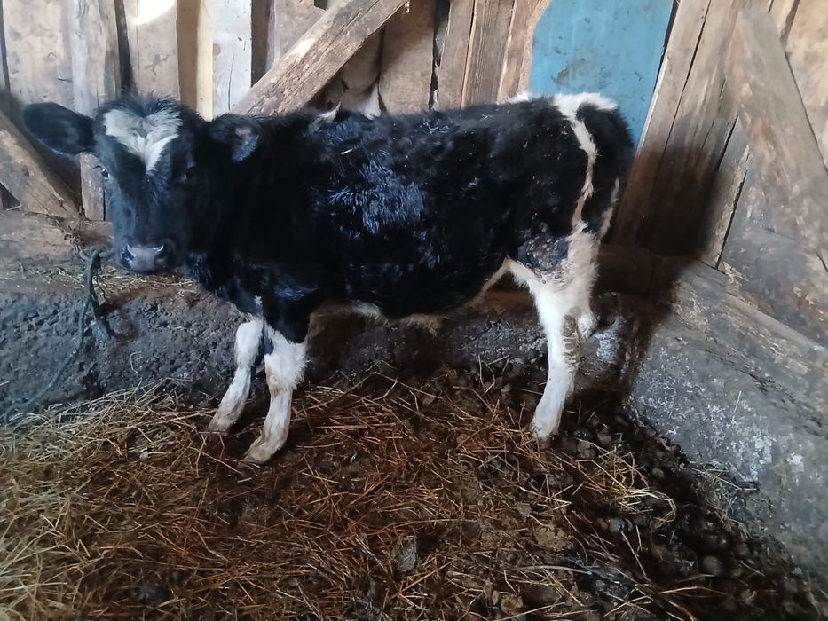 Vand  taurad de 4 luni