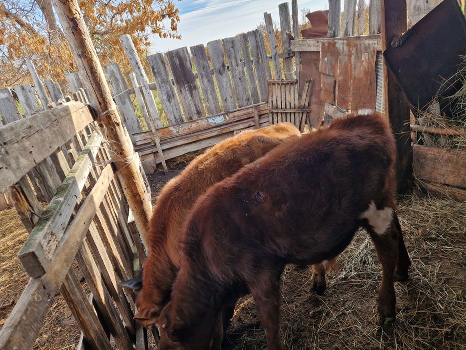 Продам телят бычки 2,5,мес