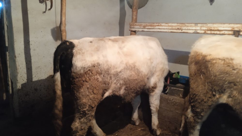 Новвослар сотилади