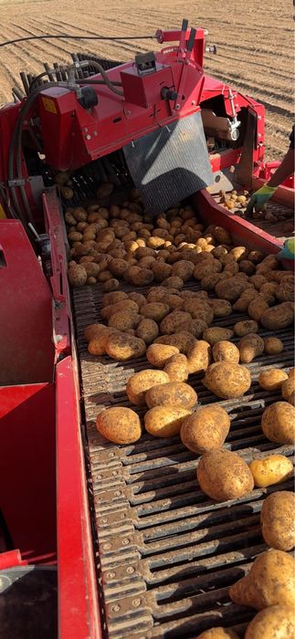 Картофи сорт сорая – фракция 50+
