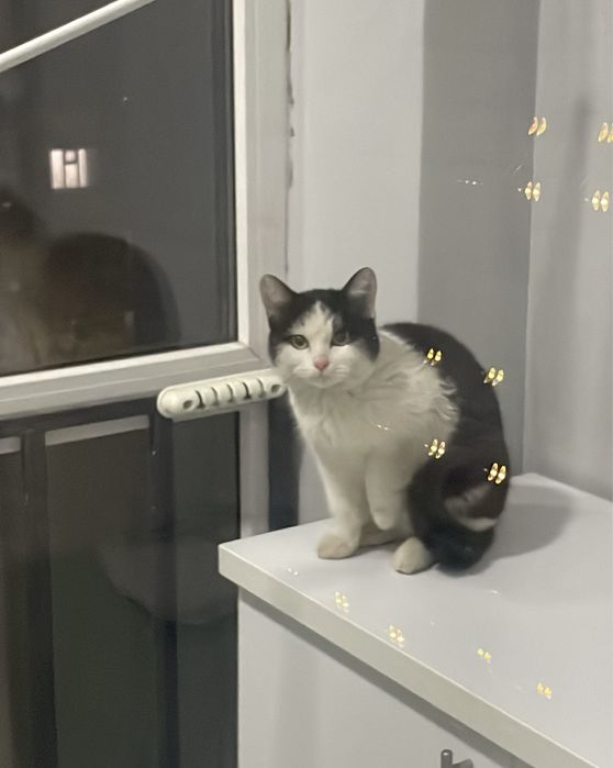 Отдам котенка в добрые руки