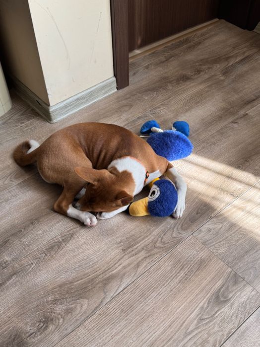 Басенджи на 1 година