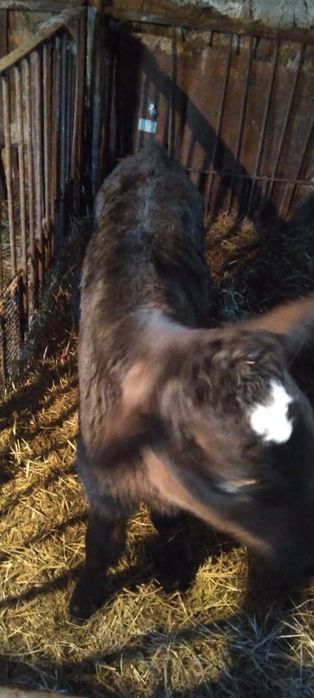 Продам  телят 190