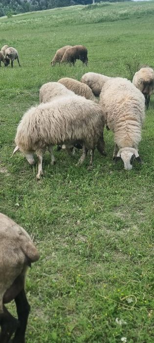 Vand oi de rasa suffolk si bergamacs