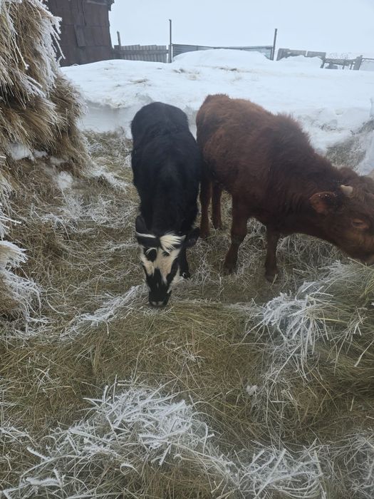 Здрайствуйте продам