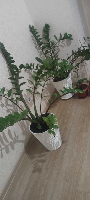 Нарды мен үй гүлдері