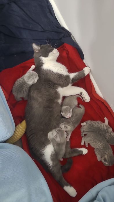 Котята 40000 тенге
