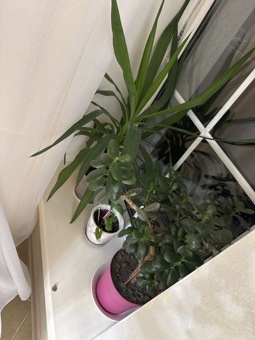 Цветы комнатные растения