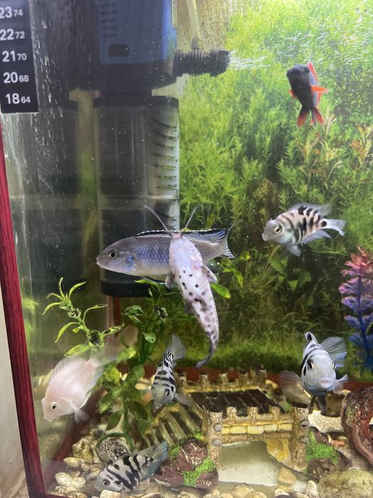 Аквариум 40 л вместе с рыбками