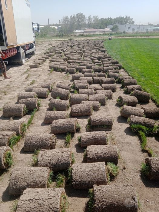 Gazon tayor rulonlari landshaft samarkand