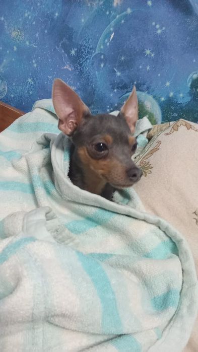 Ищем девочку для кабеля