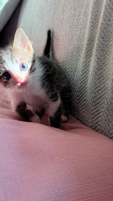 Отдам котенка в добрые руки