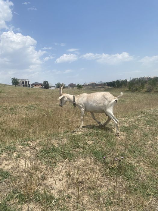 3 шібіш сатылады 1ші тума