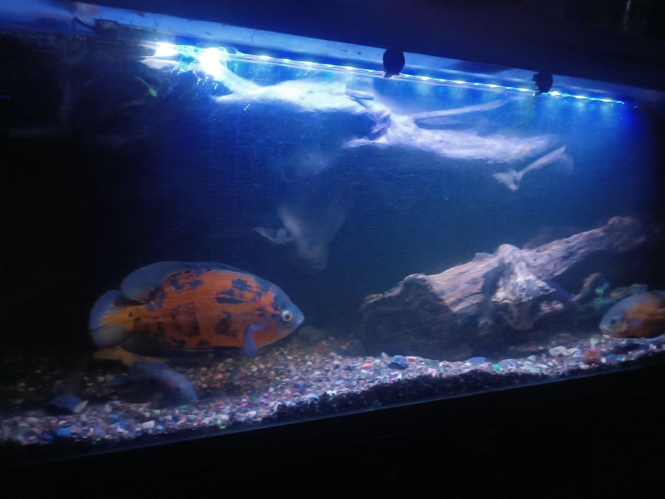 Аквариум  Jebo 300 литров