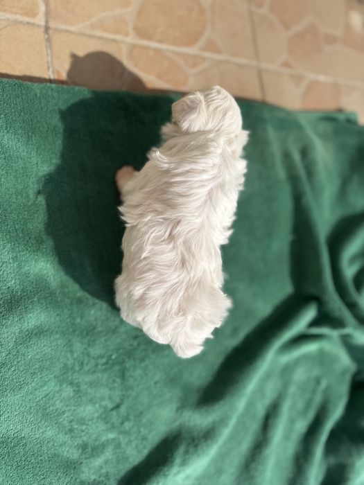Bichon maltez talie foarte mica