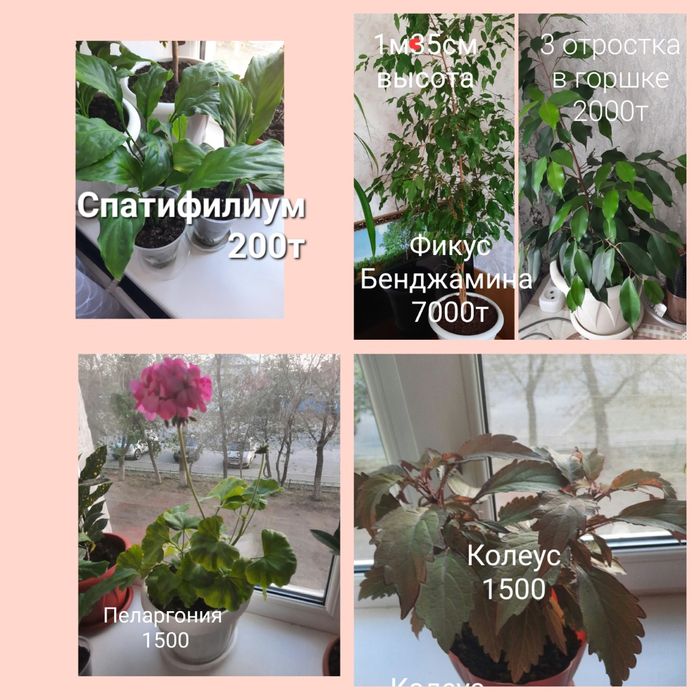 Продам цветы комнатные