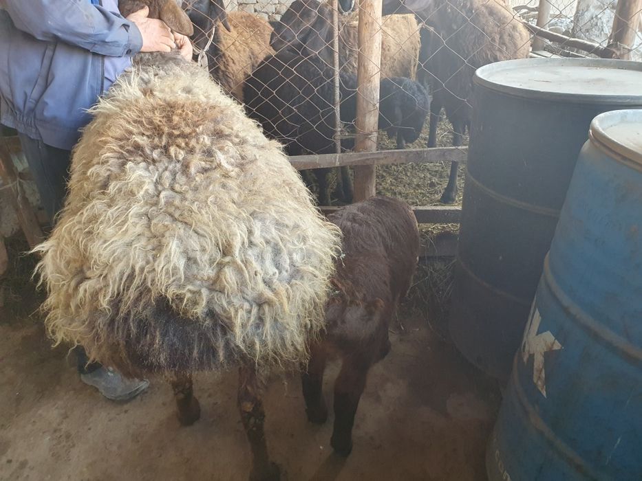 3 ta toza zotli hisori qozi qochqorlar sotiladi