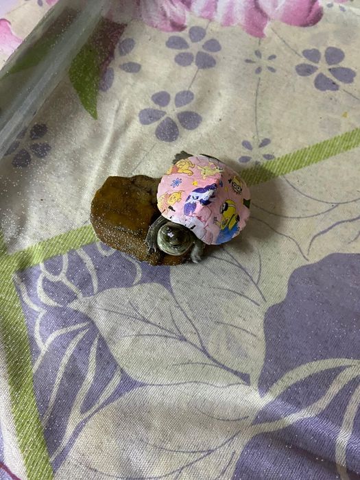 Продается красивые черепахи