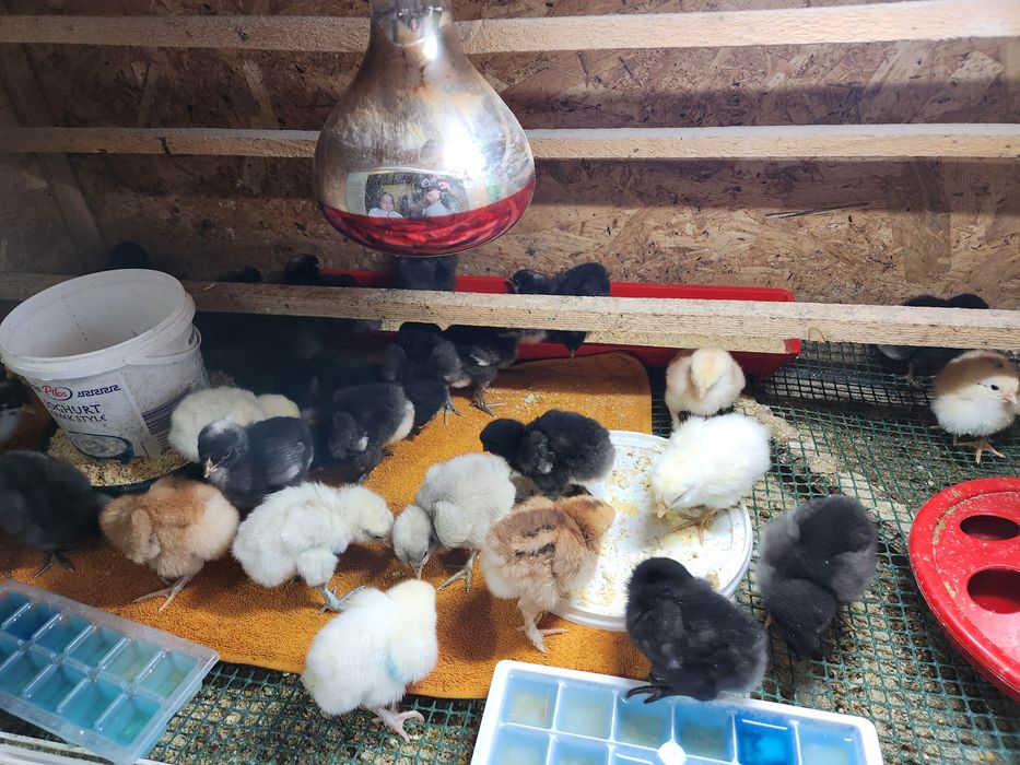 Pui Australorp dar și alte rase de ouă de 2-3 zile sauai mari