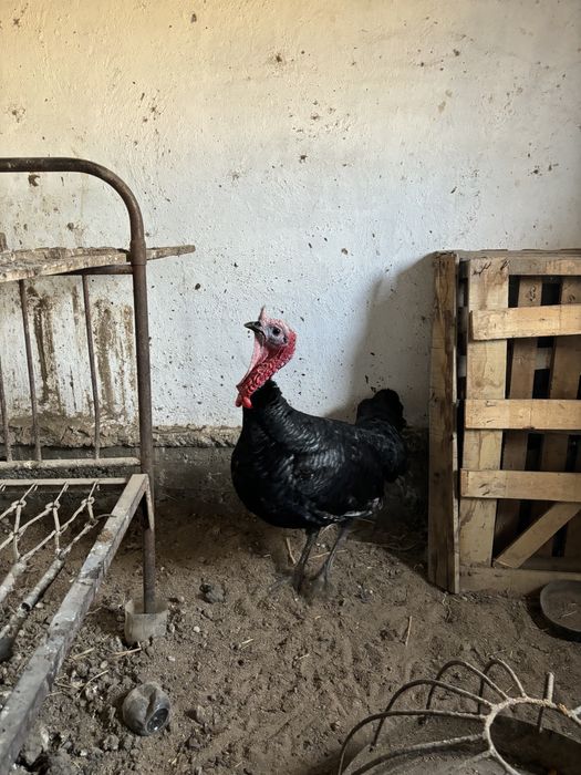 Үндік Қоразы сатылады