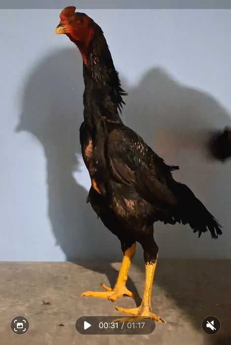 Продам бойцового петушка!