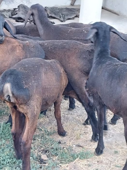 Куй кошкар койларымыз