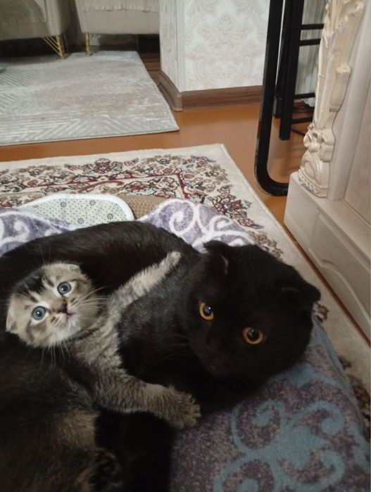 Продаются породистые котята.