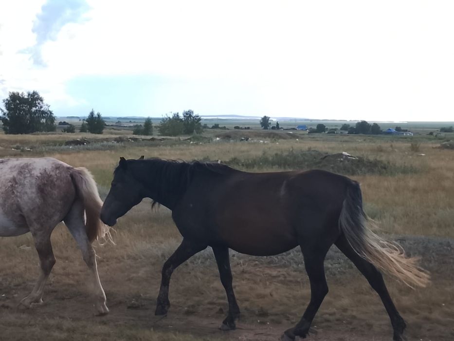 Продам кобылу четырех летка.