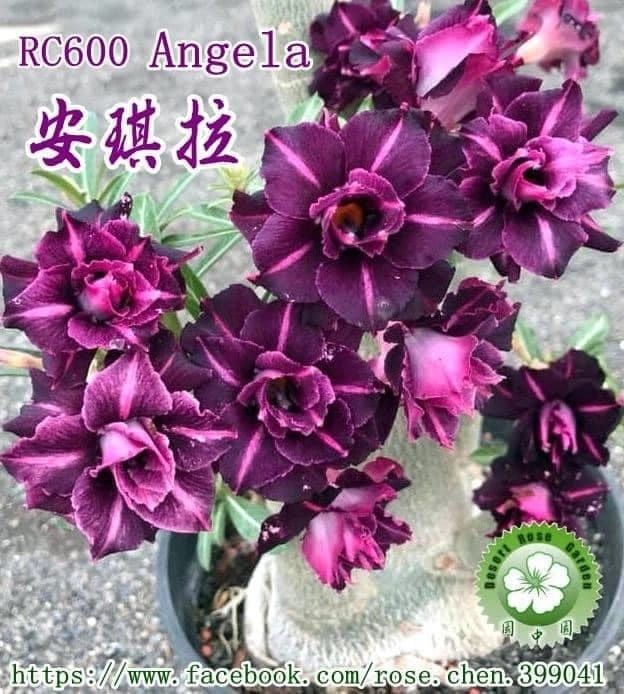 Адениумы сортовые ,поставка с России.