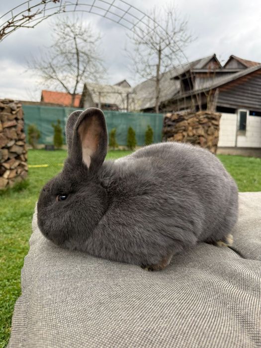 Iepuri albastru vienez