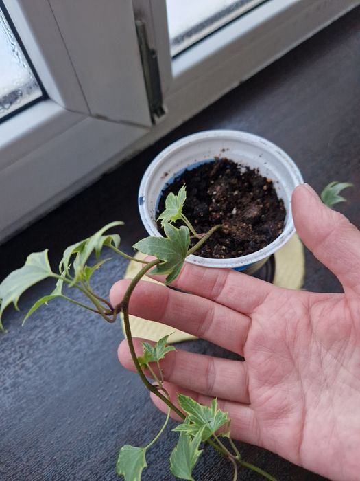 Комнатное растение