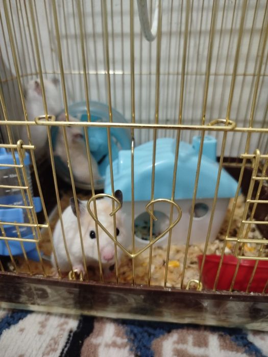 Продаётся хамяки