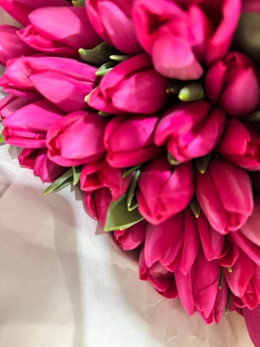 Предзаказ на тюльпаны высшего сорта по 700