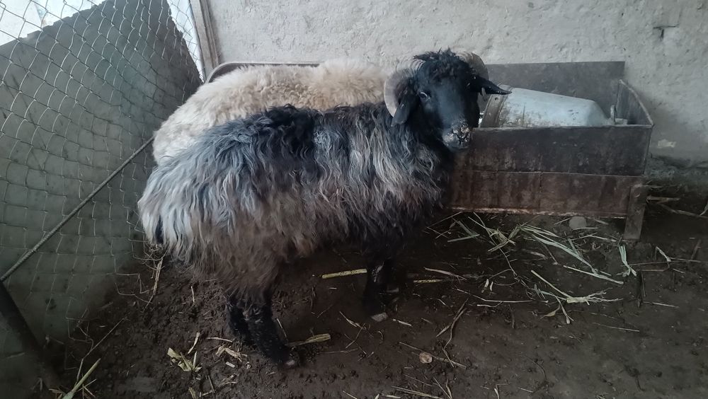 Кошкар сатылады 2 дана