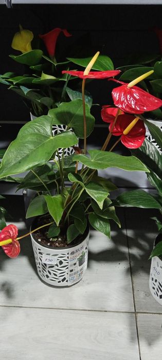 Xonaki gullar sotiladi