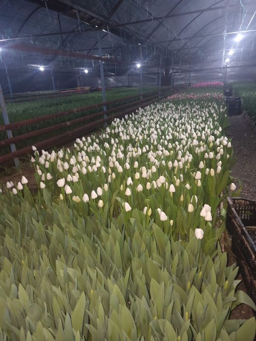 Тюльпан крупный местный